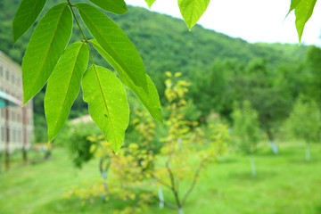 Walnut leaf . Green walnuts on the tree together . Young green leaves of walnut in the garden . Background of green leaves on the trunk of an apple tree.