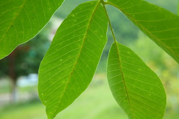 Fototapeta na wymiar Walnut leaf . Green walnuts on the tree together . Young green leaves of walnut in the garden . Background of green leaves on the trunk of an apple tree.