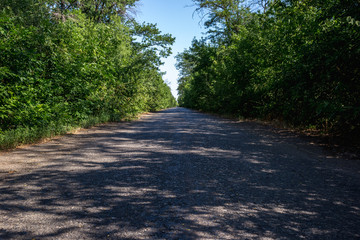 Fototapeta premium Old overgrown ruined asphalt road in summer