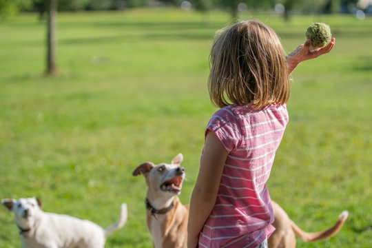 Girl throwing ball to the dogs