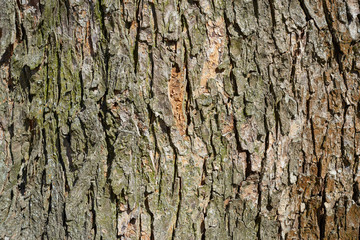 Tree bark texture. Natural background.