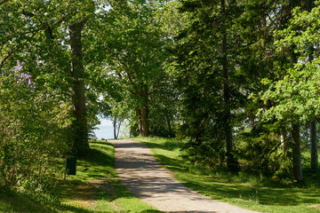 Fototapeta premium The path in a green park. 