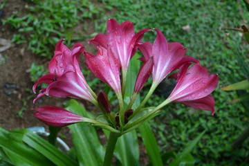 Flower close-up