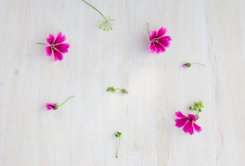 purple flowers small on white wooden background 