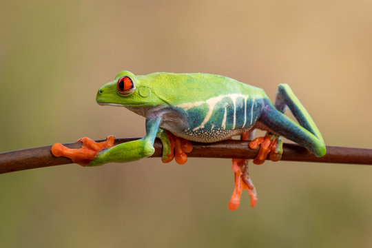 The cutest frog in the world. Red eyed tree frog. Amazing, lovely, smiley, funny.  Native in rain forest, excellent jumper, red eye staring at predator, surprise.