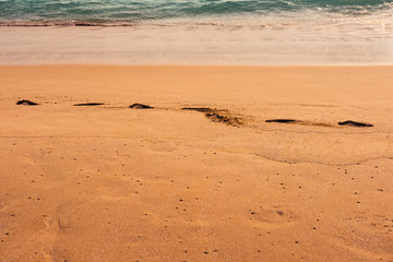 Footprints trace on wet golden sandy beach, sunset time