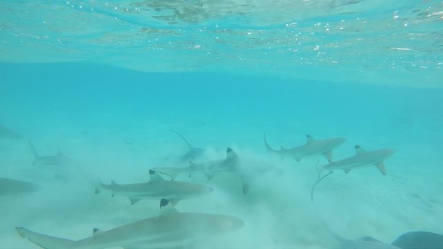 UNDERWATER: Sharks and stingrays muddle up the turquoise ocean with white sand. Spectacular underwater view of playful aquatic wildlife near tropical island. Sea rays and blacktip sharks cohabitating