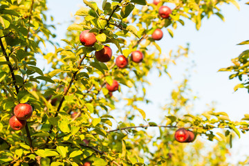 Apple tree in old apple orchard.