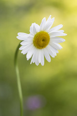 Daisy closeup, green soft background