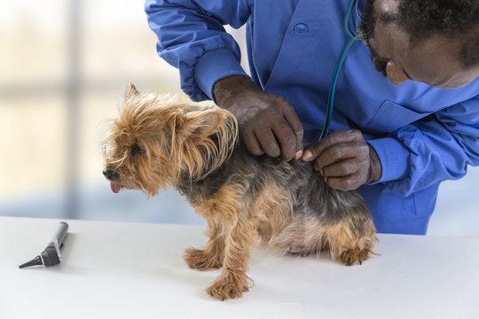 doctor veterinarian at vet clinic isexamining little dog Yorkshire Terrier,