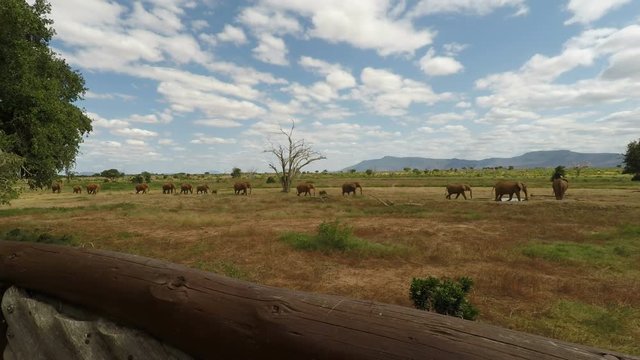 elephants in kenya