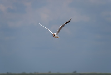 Sea gull flying in the sky. Seagull ordinary.