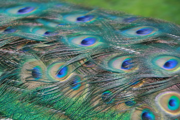 Fototapeta premium Peacock Tail Feathers