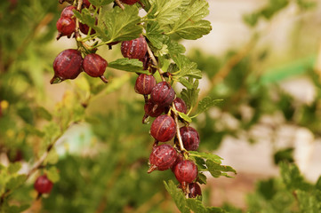 The fruits of red gooseberry on the bush.
