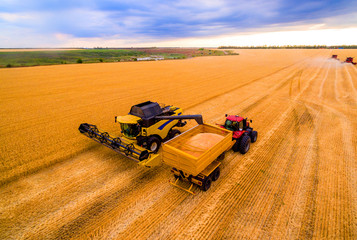 harvesting of wheat. A combine harvester and a tractor drive through the wheat field