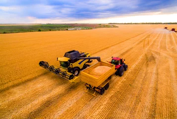 Poster harvesting of wheat. A combine harvester and a tractor drive through the wheat field © drotik