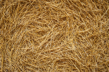 Dry golden yellow straw grass background texture after havesting. Close up