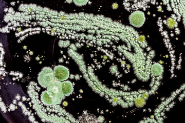 green mold on a black background, abstract illustration created by a molded mushroom, biology background