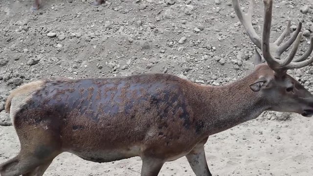 Close-up mobile video shot of red deer in natural life park at Izmir in Turkey