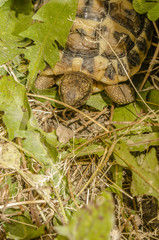 Tartaruga di terra - Testudo Hermanni