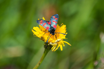 The burnet feeds from a dandelion
