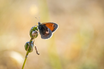 Small heath butterfly resting for a while on top of a plant © Estuary Pig