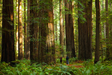 Obraz premium Two Tourists Dwarfed by Giant Redwoods