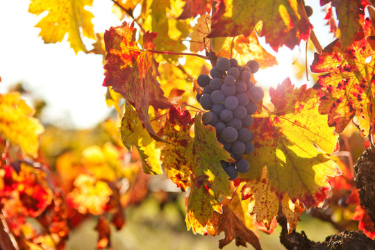 Sun Ripened Grapes