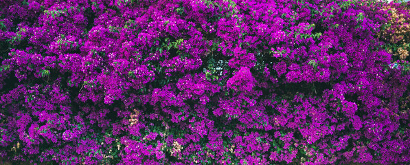 Lila blühende Bougainvillea-Baumblumen. Typische mediterrane Straßenfassade im Sommer