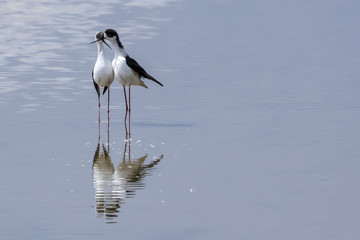 Cortejo de una pareja de  aves cigüeñuelas (Himantopus himantopus) con reflejo en agua azul