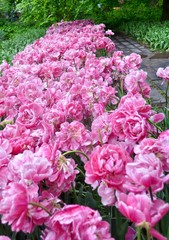 A sea of pink Peony