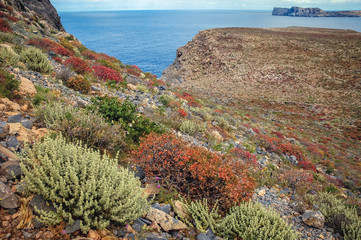 Plants on a uninhabited Imeri Gramvousa Island near island of Crete, Greece