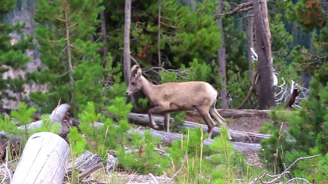 Slow motion baby mountain goat leaps over downed trees