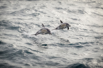 Naklejka premium Two common dolphins jumping out of the water in sync in bass straight near Phillip Island