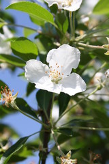 Fototapeta premium White bloom 4