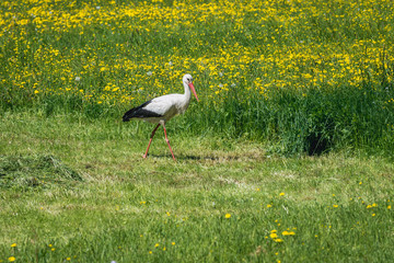 White stork on a meadow covered with yellow dandelion flowers in Poland