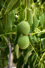 walnut tree