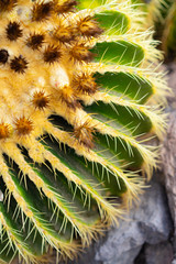 Close up of a cactus