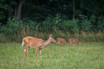 Naklejka na ściany i meble Whitetail buck deer in meadow