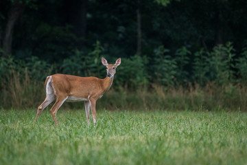 Whitetail deer doe