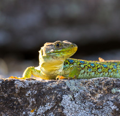 Lacerta lepida - Green Lizard of Iberian Peninsula, Portugal.
