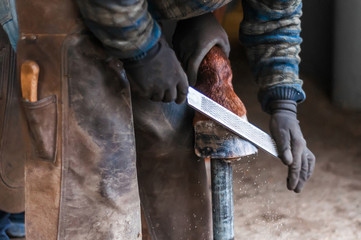 Blacksmith putting up the horse shoes