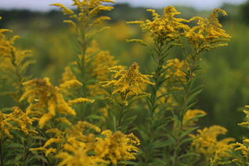 Fototapeta na wymiar Желтые дикие полевые цветы. Летний тёплый жёлто-зелёный фон. 