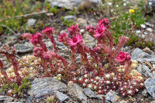 Alpine flower Sempervivum arachnoideum (cobweb houseleek), Aosta valley, Italy. Succulent plant. Photo taken at an altitude of 2600 meters.