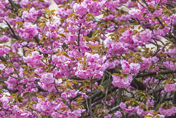 Blossoming pink sakura trees