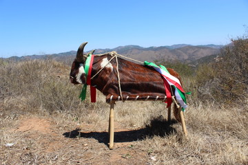 rubios de san miguel tlacotepec