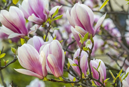 Fototapeta Pink magnolia flowers in the garden