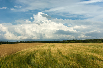 Grain field, forest on the horizon and clouds in the sky