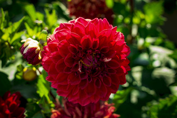 red dahlia flower