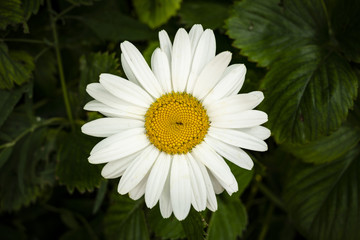 Obraz premium daisy white flower
